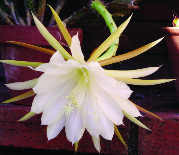 کاکتوس ارکیدی دندانه دار